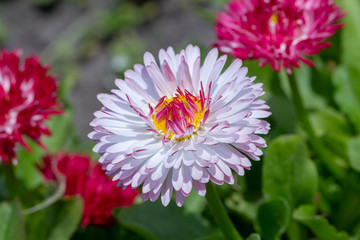 spring background pink daisies on a flowerbed