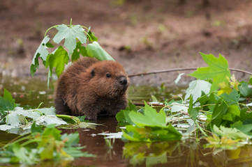 North American Beaver (Castor canadensis) Kit Looks Up From Water Summer © hkuchera