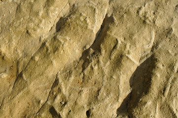 Fossils in rock background. Science and Education