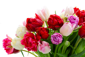 Fresh tulips flowers