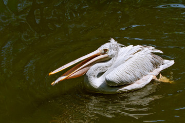  White pelican  swallowing the caught fish. Waterbird of the family Pelecanidae. 