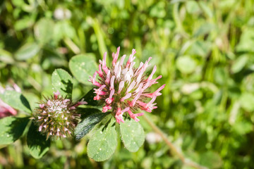 Close up of Rose clover (Trifolium hirtum) wildflowers blooming on a field, San Francisco bay area, California