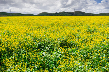 Fototapeta premium Black mustard field, Coyote Hills Regional Park, San Francisco bay, California
