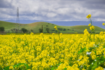 Black mustard field, Coyote Hills Regional Park, San Francisco bay, California
