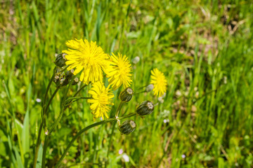 False dandelion (Hypochaeris radicata) native to Europe, blooming on a meadow in California