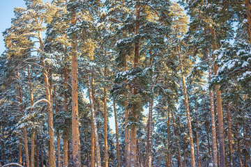 Fototapeta premium Pine trees covered by fresh snow