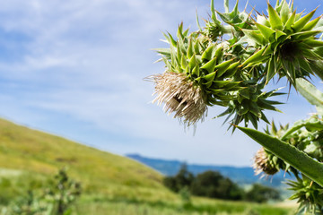 Mt Hamilton thistle (Cirsium fontinale) on a blue sky background, California