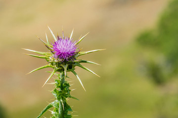Purple thistle, California
