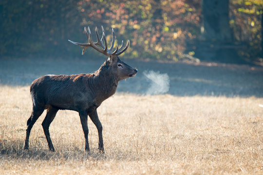 edelhirsch-410-adobe-stock