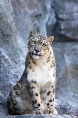Snow leopard