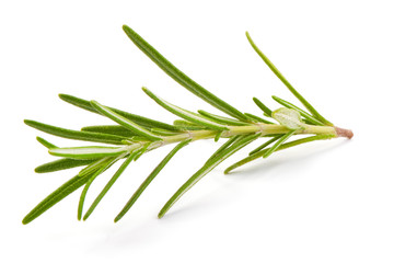 Fototapeta premium Fresh green sprig of rosemary, close-up, isolated on a white background