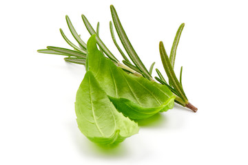 Fresh green basil leaves and rosemary, close-up, isolated on a white background