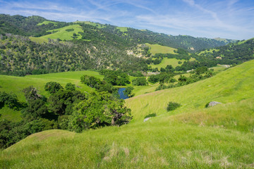 Fototapeta na wymiar Verdant hills in Sunol Regional Wilderness, San Francisco bay area, California