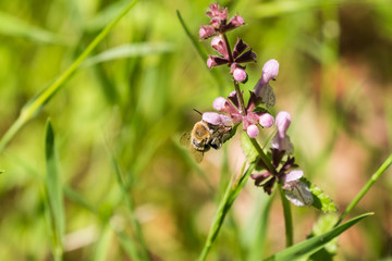 Honey bee pollinating a Rough hedgenettle wildflower, California