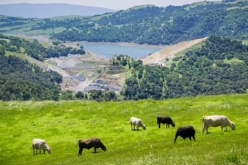 Calaveras Reservoir and nearby quarry as seen from Sunol Regional Wilderness, San Francisco bay area, California