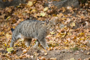 Wildcat