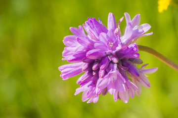 Close up of pink Forktooth ookow (Dichelostemma congestum) blooming in Stebbins Cold Canyon, Napa...