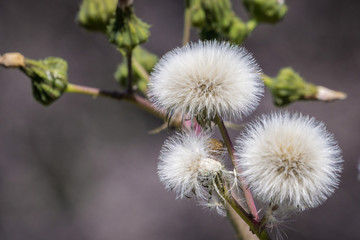 Close up of sow thistle puff ball, Napa Valley, California