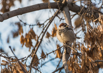 A fun gray and yellow sparrow is on a brown maple branch without foliage with yellow seeds in the park in autumn on a blurred background