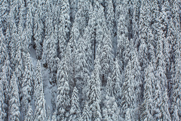 Snow-covered fir forest