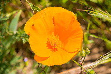 Obraz premium California poppy (Eschscholzia californica) close up