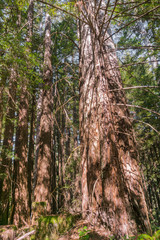 Redwood trees (Sequoia sempervirens) forest, California