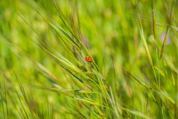 Ladybug on a blade of grass, California