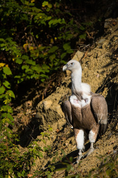 griffon vulture
