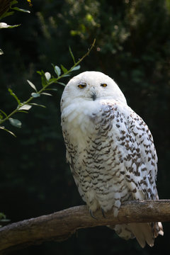 Snowy owl