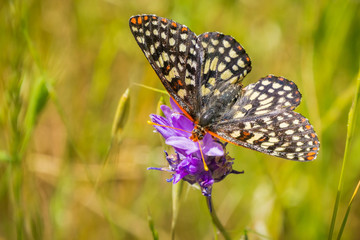 Close up of a variable checkerspot butterfly drinking nectar from a blue dick wildflower, San...