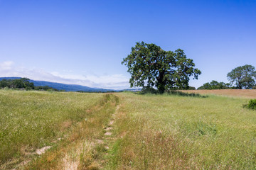 Hiking trail through grasslands, San Francisco bay area, California