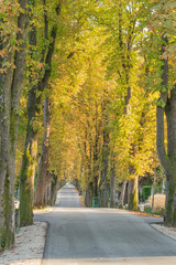 Naklejka premium Calle estrecha sin gente, en presepectiva, con arboleda en otoño