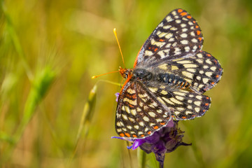 Close up of a variable checkerspot butterfly drinking nectar from a blue dick wildflower, San Francisco bay area, California