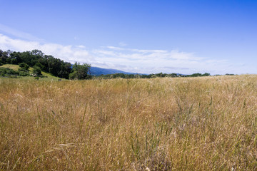 Fototapeta na wymiar Grasslands view, San Francisco bay area, California