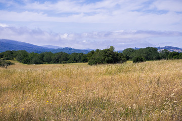 Grasslands view, San Francisco bay area, California