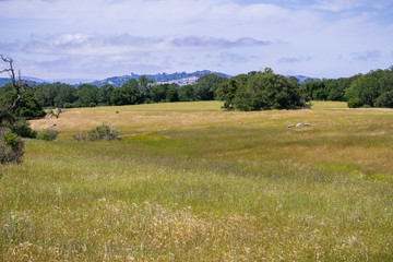 Grasslands view, San Francisco bay area, California