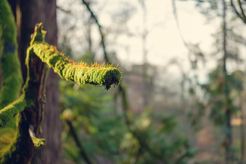 Tree branch covered by moos