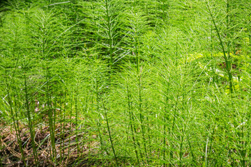 Verdant Horsetail (Equisetum) plant, Pescadero creek county park, San Francisco bay area, California