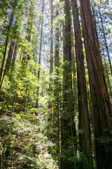 Redwood forest, Pescadero Creek County Park, San Francisco bay, California