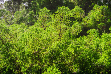 Fototapeta premium Verdant redwood trees branches, Pescadero Creek County Park, San Francisco bay area, California