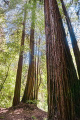Redwood forest, Pescadero Creek County Park, San Francisco bay, California
