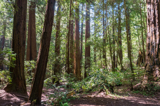Redwood forest, Pescadero Creek County Park, San Francisco bay, California © Sundry Photography