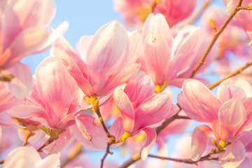 Panele Szklane  Kwiat magnolii