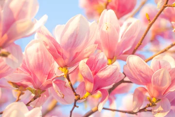 Foto op Canvas Magnolia bloesem © JRP Studio