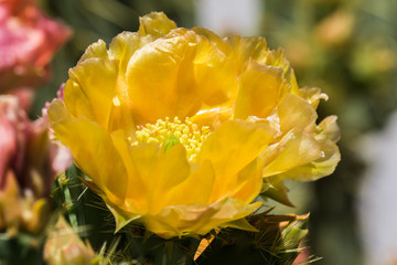 Prickly Pear (Opuntia fragilis) cactus flower, California