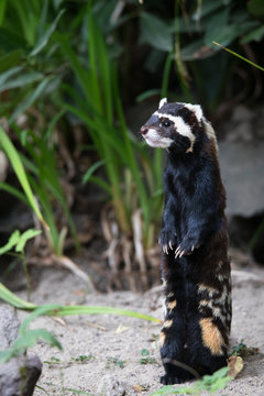 marbled polecat