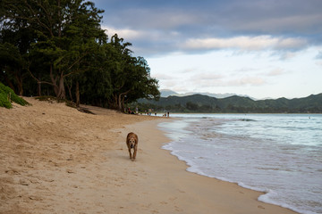 Dog taking a stroll on the beach- Dogs on the Beach