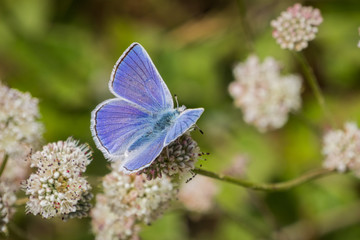Anna's Blue (Plebejus anna) butterfly sitting on a Seaside Buckwheat (Eriogonum latifolium) wildflower, Marin Headlands, San Francisco bay area, California