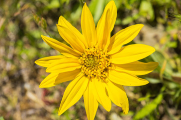 Narrow Leaf Mule Ears (Wyethia angustifolia), California