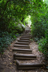 Wooden steps of stairs in summer green forest